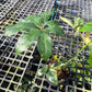 Philodendron Goeldii Variegated - Exact Plant (P063)
