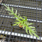 Epipremnum Devil Monster - Exact Plant (EP001)