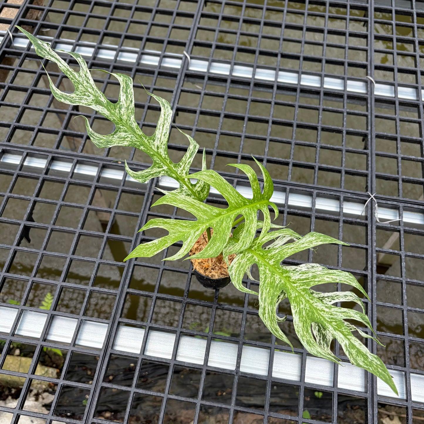 Epipremnum Devil Monster - Exact Plant (EP001)