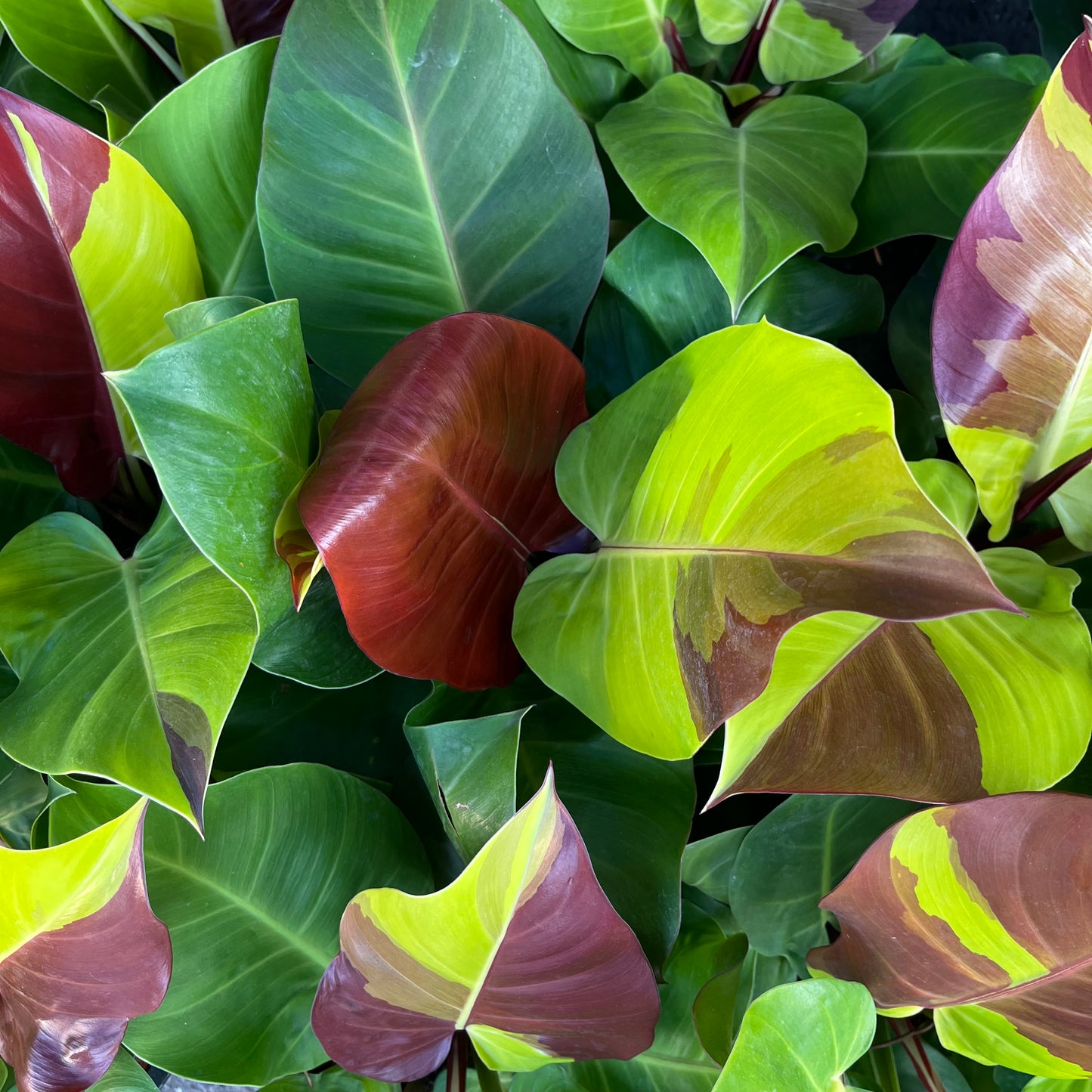Philodendron Red Moon variegated
