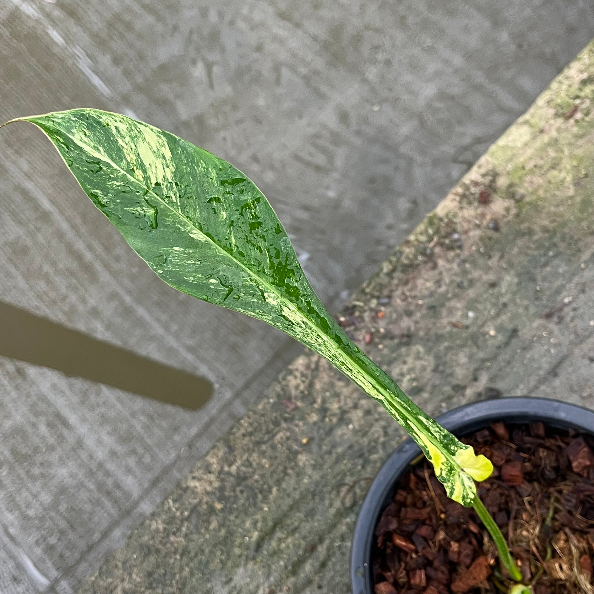 Philodendron Joepii Variegated Aurea - Exact Plant
