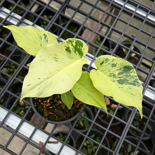 Monstera Light Lime - Exact Plant (M048)