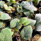 Ficus Villosa - Exotic Hairy Foliage