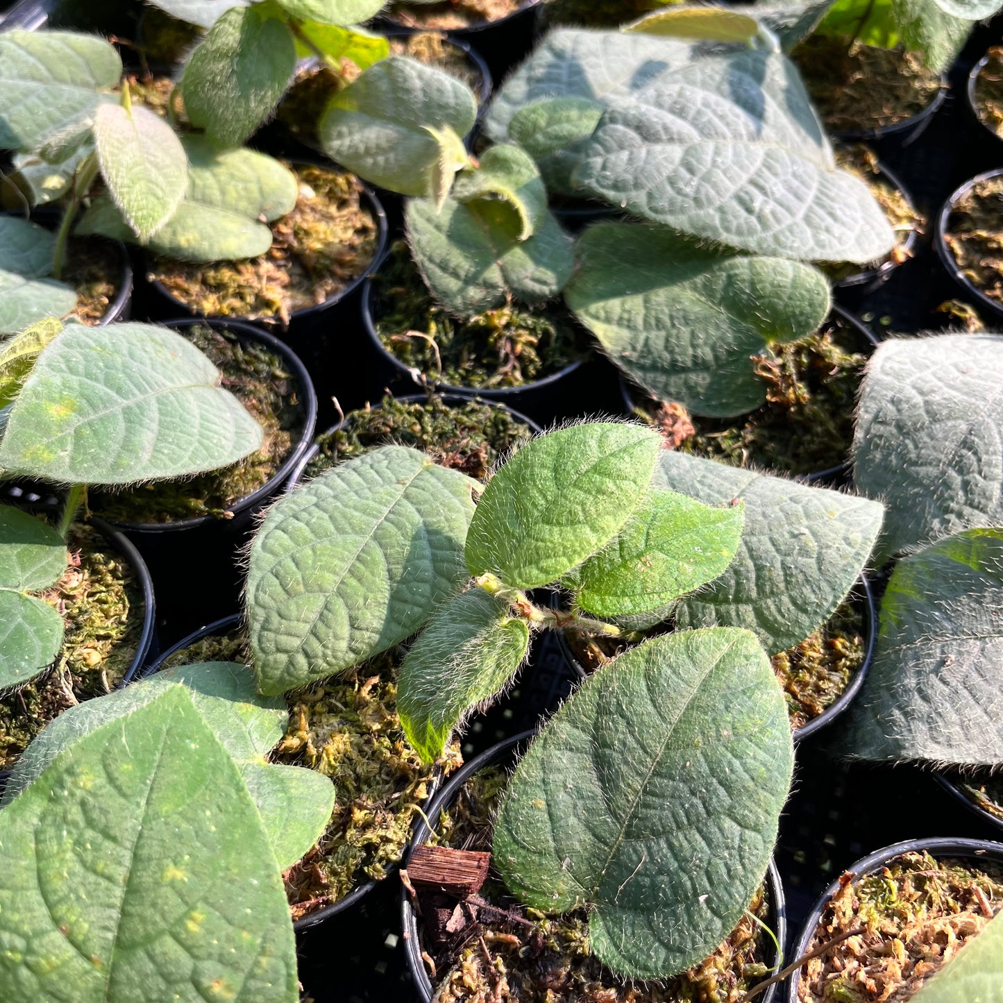 Ficus Villosa - Exotic Hairy Foliage