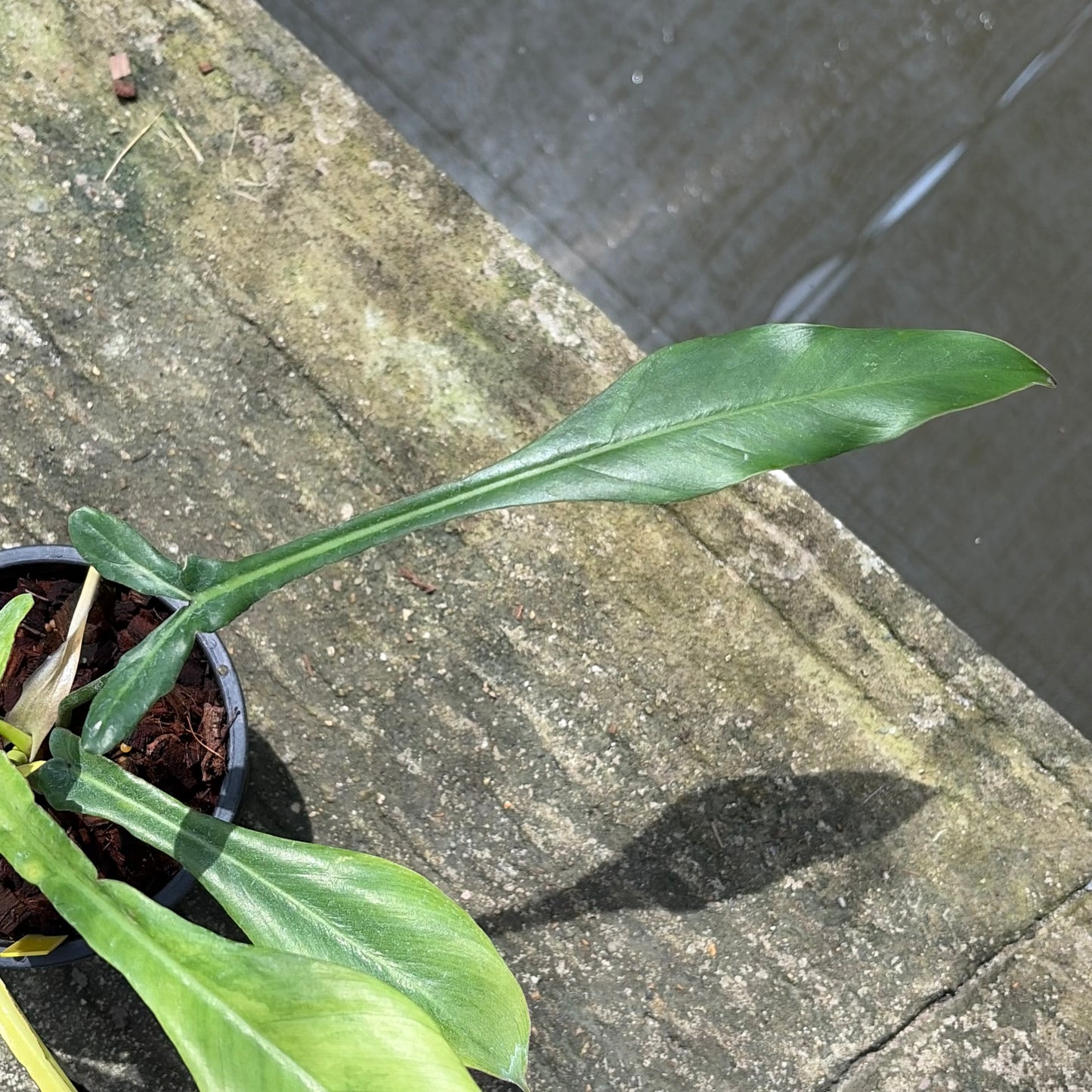 Philodendron Joepii Mint Variegated - Exact Plant (P064)