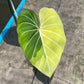 Philodendron Gloriosum Variegated Albo Type1 Rooted - Top Cutting - Exact Plant (P054)