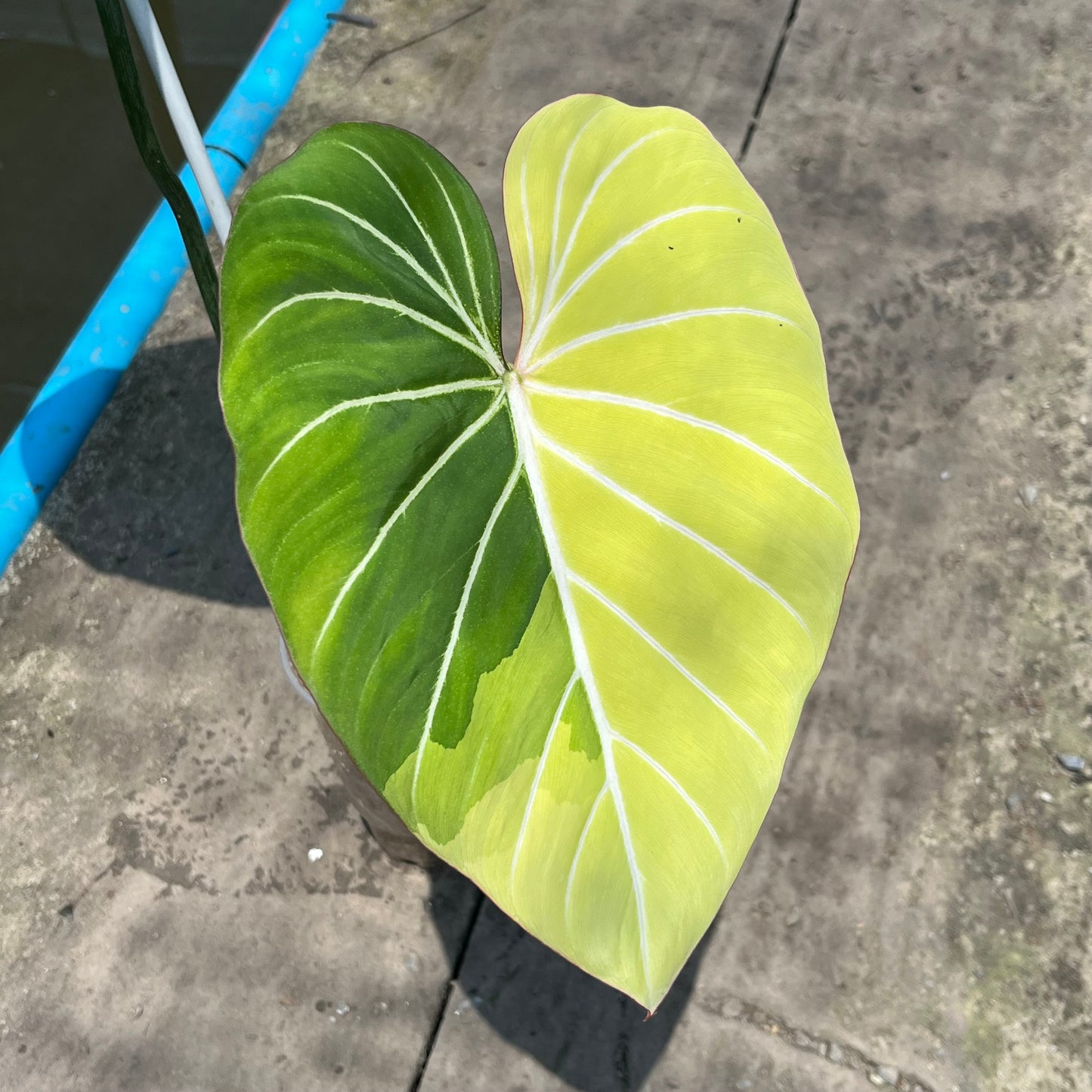 Philodendron Gloriosum Variegated Albo Type1 Rooted - Top Cutting - Exact Plant (P054)