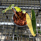 Philodendron Billietiae Variegated - Exact Plant (P067)