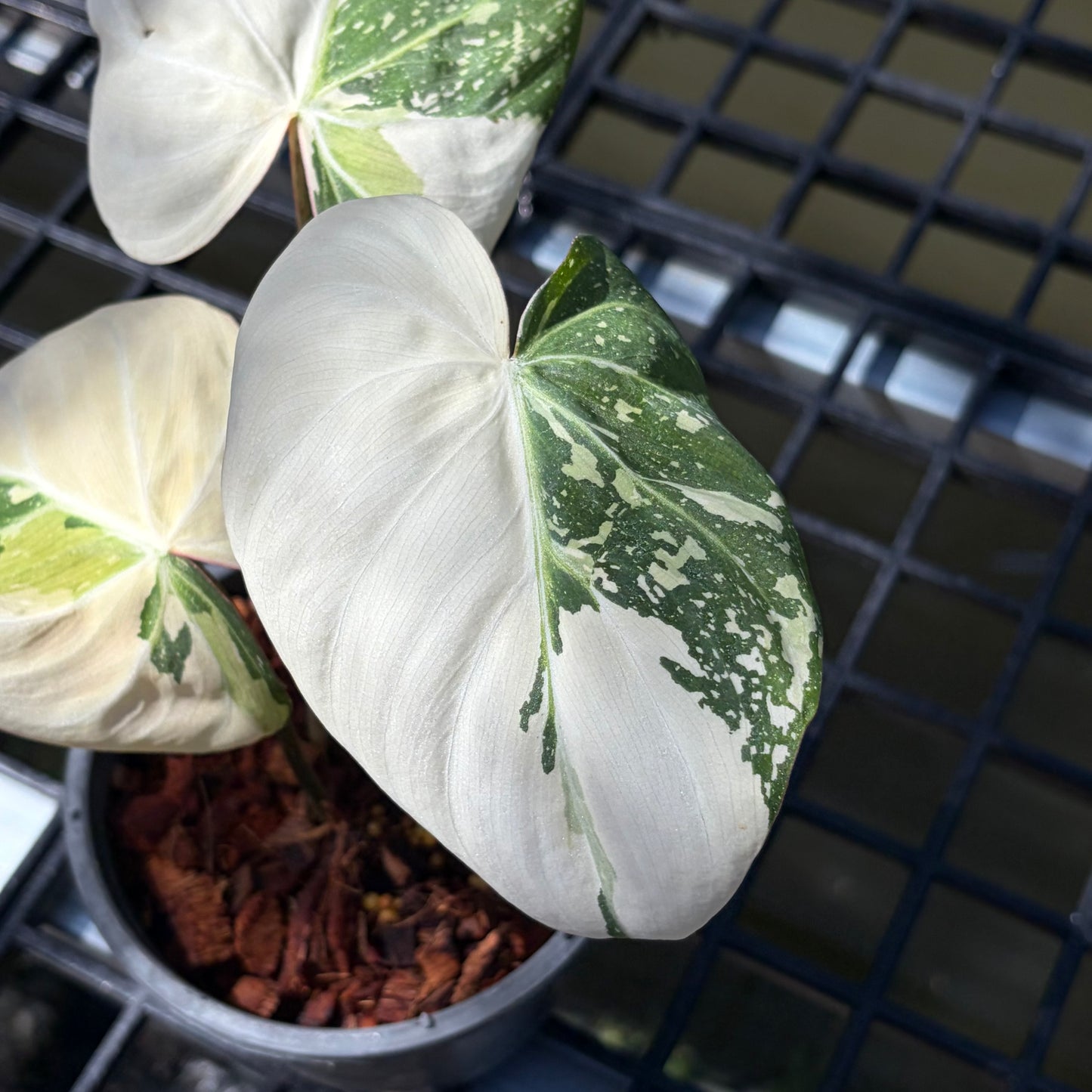 Philodendron Gloriosum Tricolor - Exact Plant (P055)
