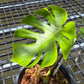 Monstera Deliciosa ‘Lion Fish’ - Exact Plant (M053)