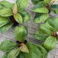 Philodendron Red Congo Mint Variegated