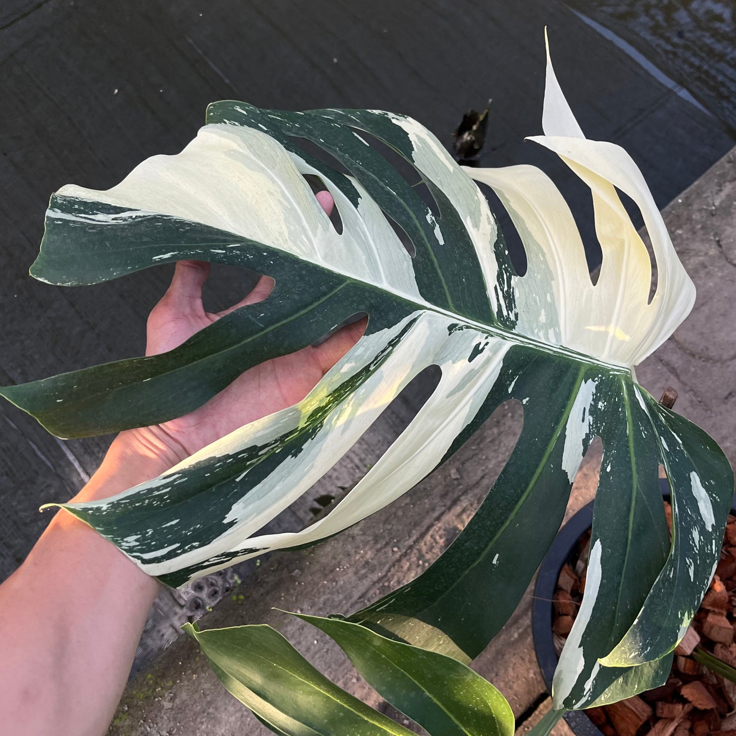 Monstera Borsigiana x Mint ‘Jungle’ - XXL Size - Exact Plant (M040)
