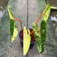 Philodendron Billietiae Variegated- Exact Plant - 4 Beautiful Variegated Leaves