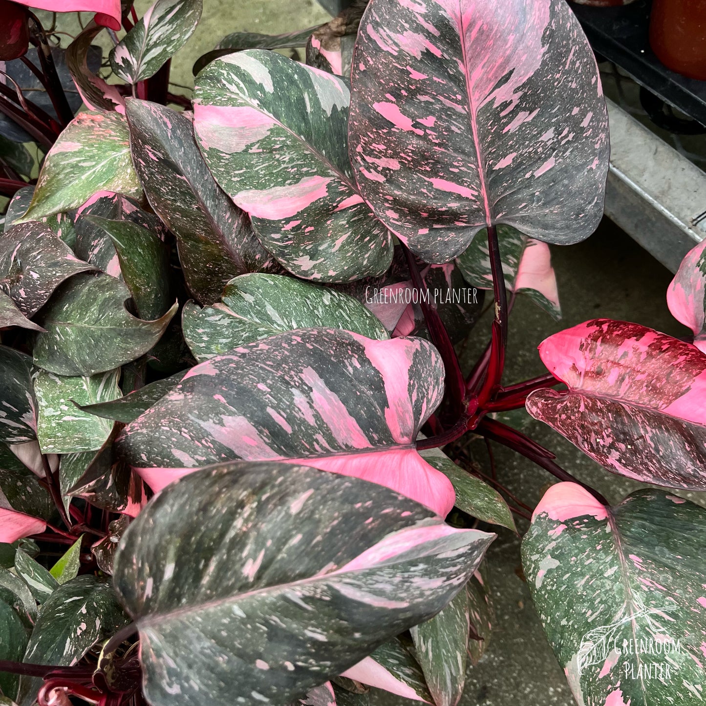 Philodendron Pink Galaxy