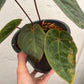 Anthurium Hoffmanii Red Sinus ‘Blood Moon’ - Exact Plant (A022)