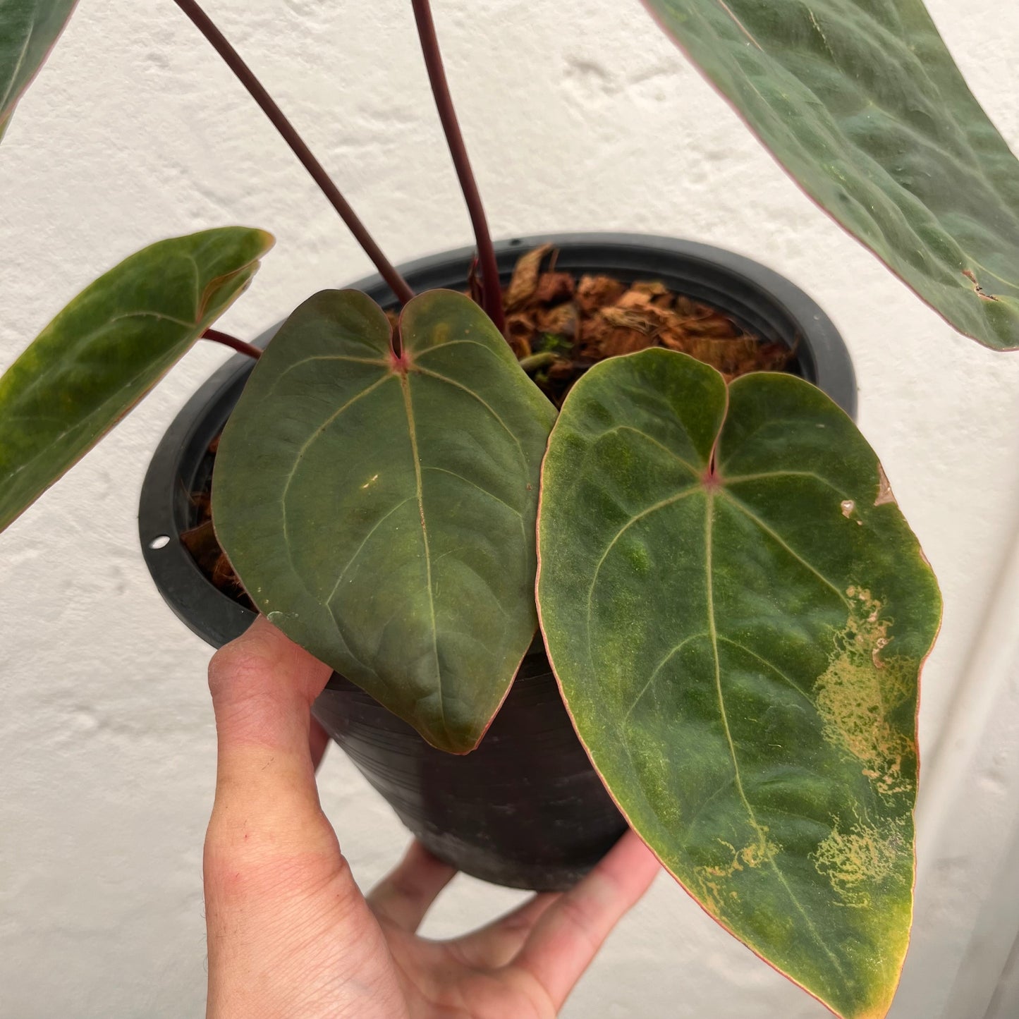 Anthurium Hoffmanii Red Sinus ‘Blood Moon’ - Exact Plant (A022)