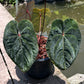 Anthurium Hoffmanii Red Sinus ‘Blood Moon’ - Original Clone - Flowering Size - Exact Plant (A027)