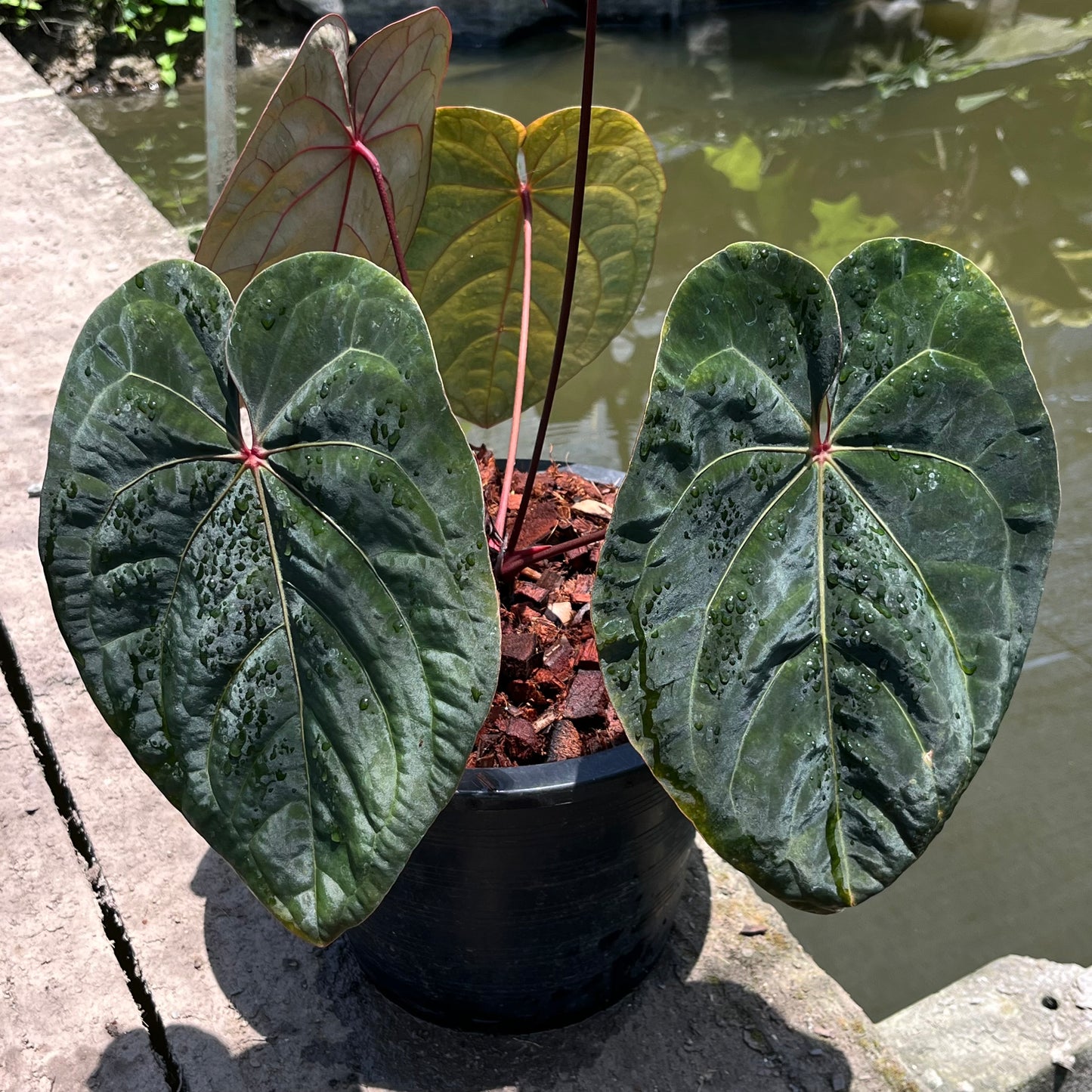 Anthurium Hoffmanii Red Sinus ‘Blood Moon’ - Original Clone - Flowering Size - Exact Plant (A027)