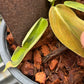 Philodendron Gigas Variegated - Exact Plant - Collectible Item