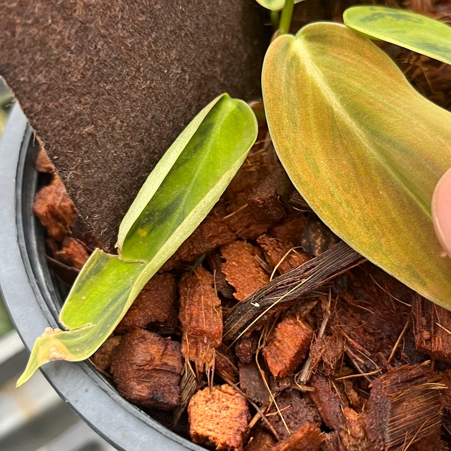 Philodendron Gigas Variegated - Exact Plant - Collectible Item