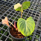 Philodendron Gloriosum Variegated Type1 - Exact Plant