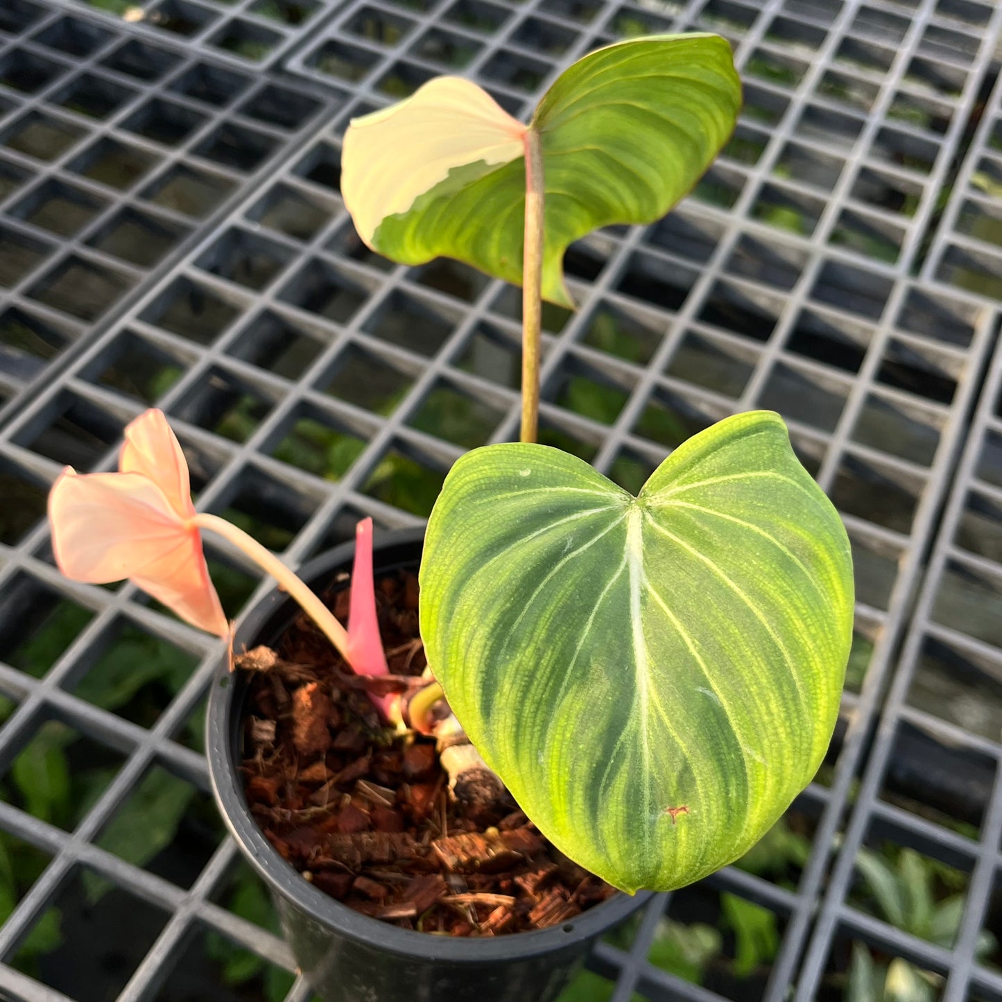 Philodendron Gloriosum Variegated Type1 - Exact Plant