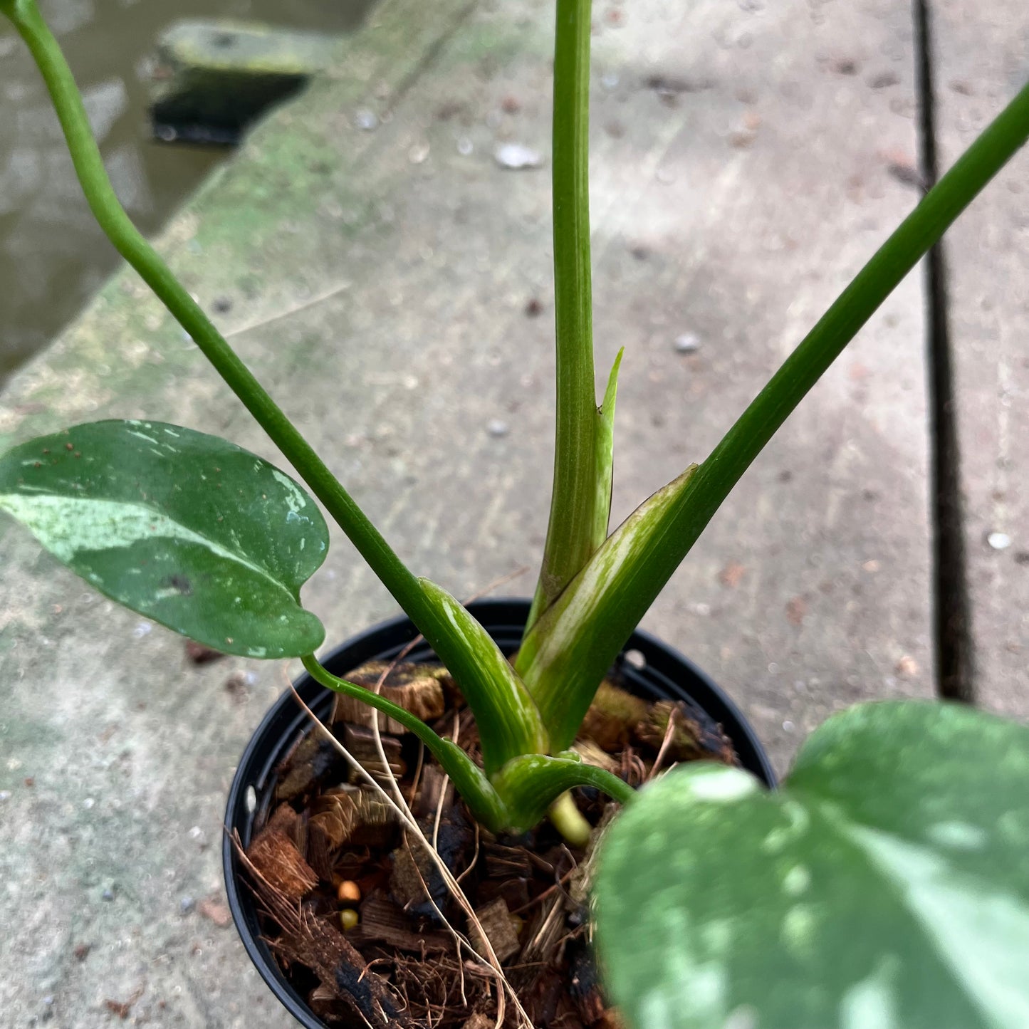 Monstera Deliciosa White Monster - Large Form Mint