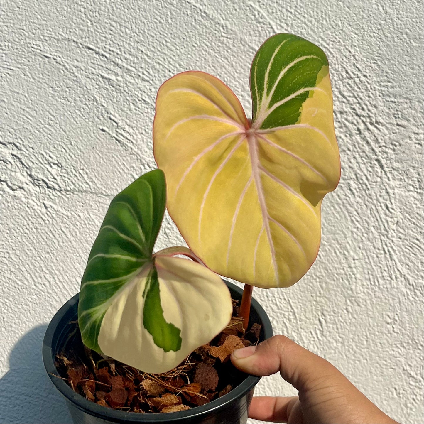 Philodendron Gloriosum Variegated Type1 - Exact Plant