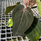 Anthurium Hoffmanii Red Sinus ‘Blood Moon’ - Exact Plant - Australian Hybrid