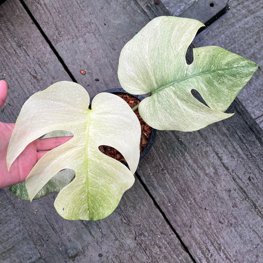 Monstera Borsigiana Full Mint