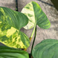Philodendron Nangaritense Variegated - Fuzzy Petiole- Exact Plant (P032)