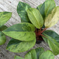 Philodendron Red Congo Mint Variegated
