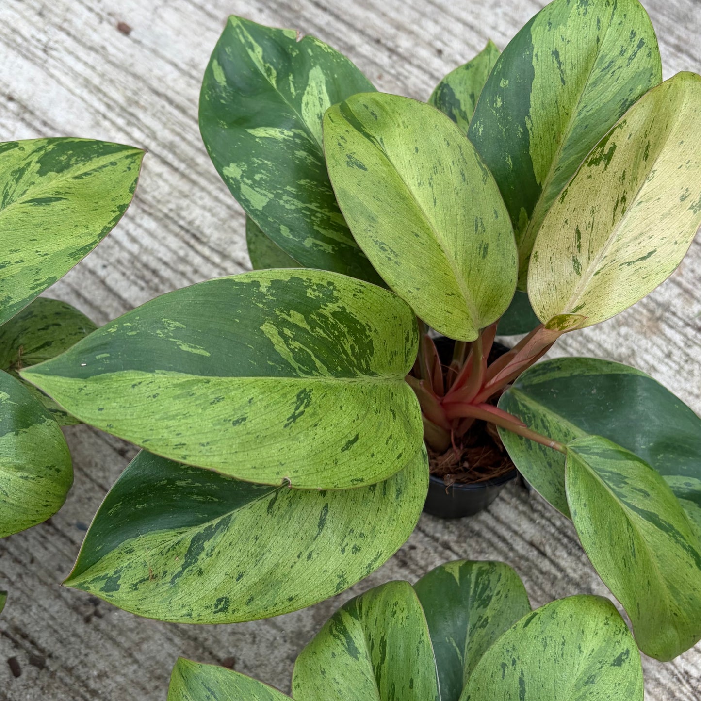 Philodendron Red Congo Mint Variegated