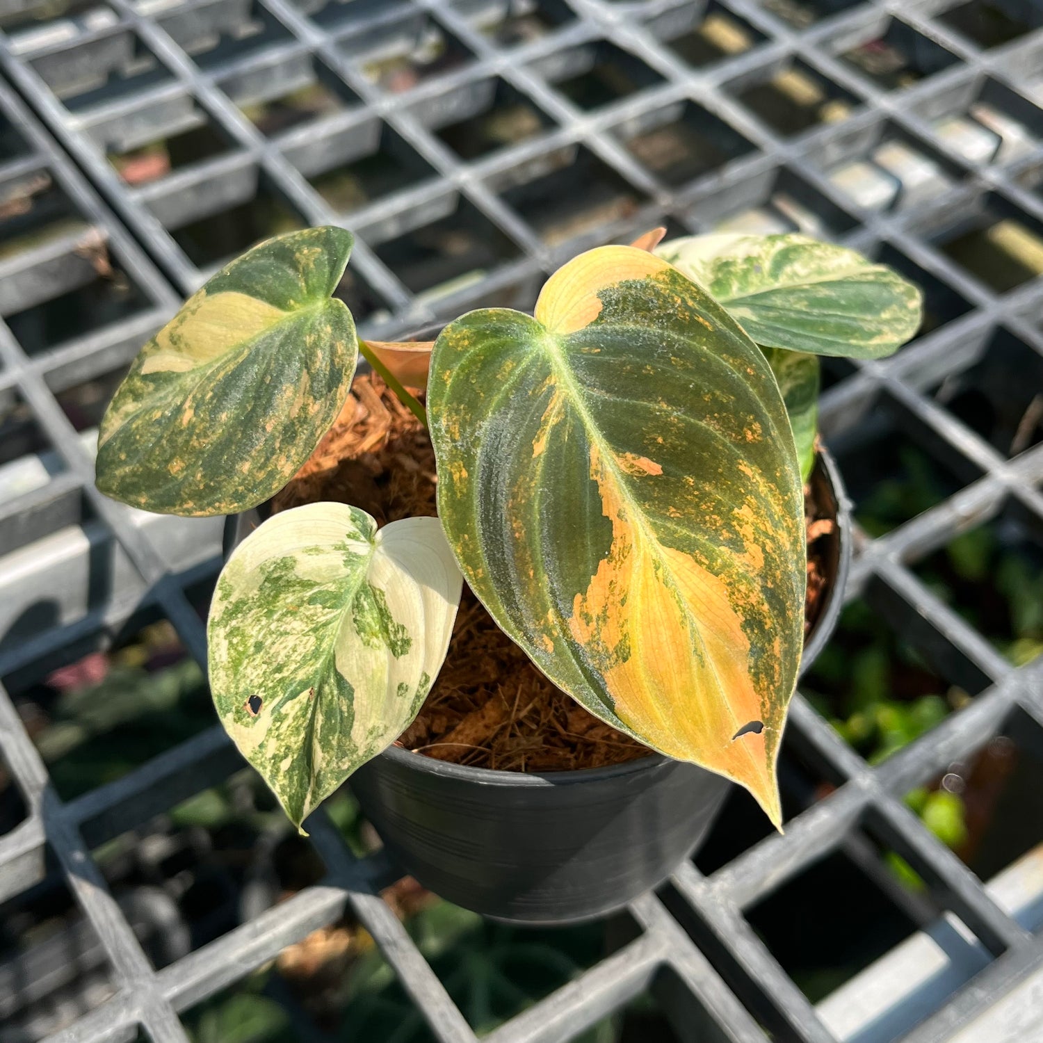 Philodendron