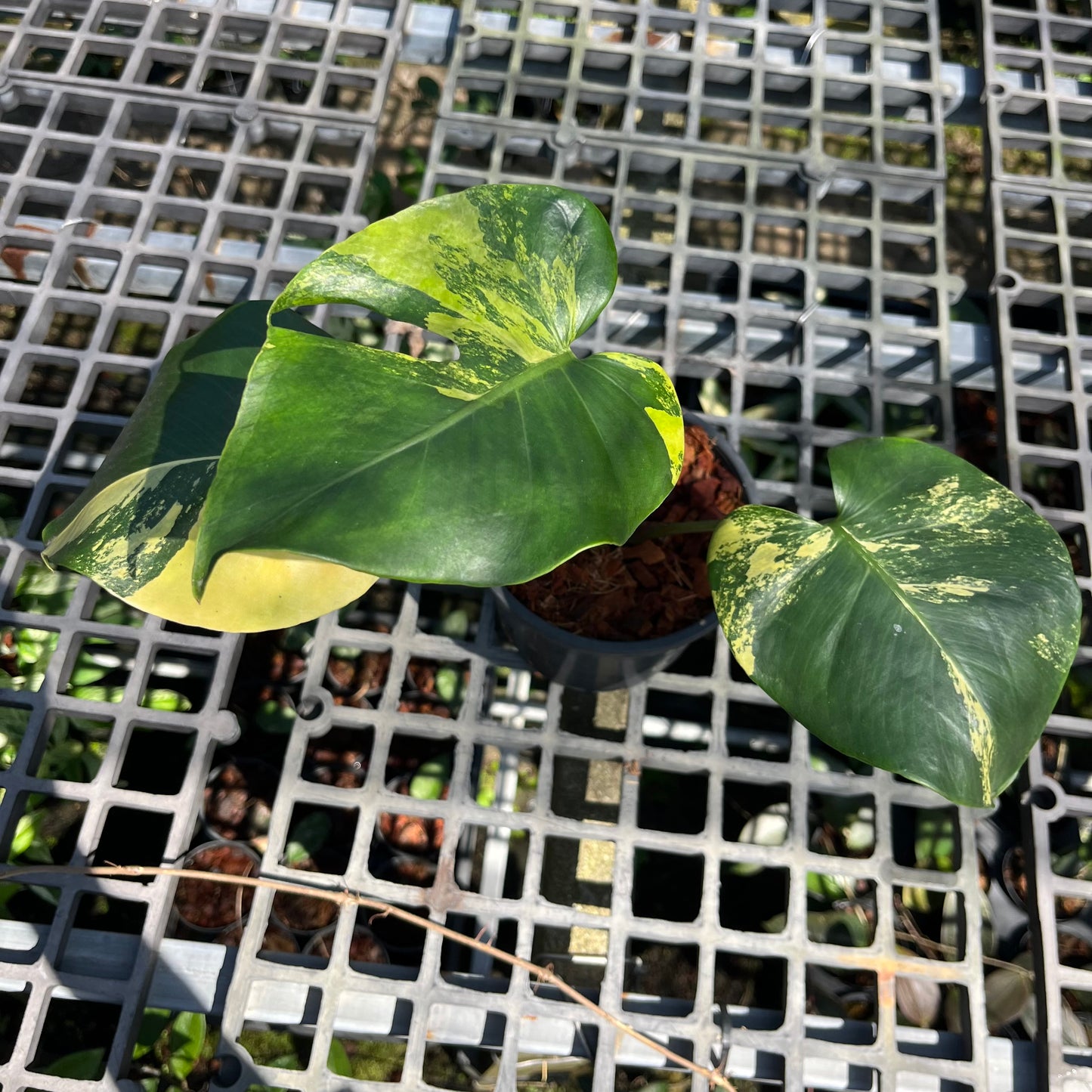 Monstera Deliciosa Sport Variegated - Seed Grown - Exact Plant (M031)