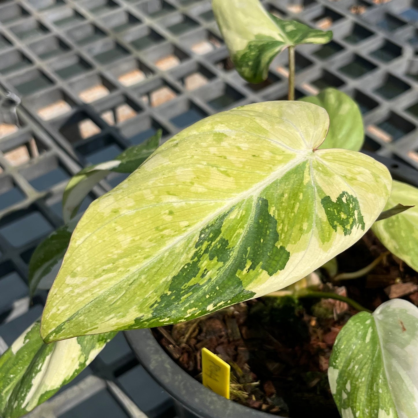 Philodendron Gloriosum Variegated Tricolor - 2 Plants - Exact Plant (P044)