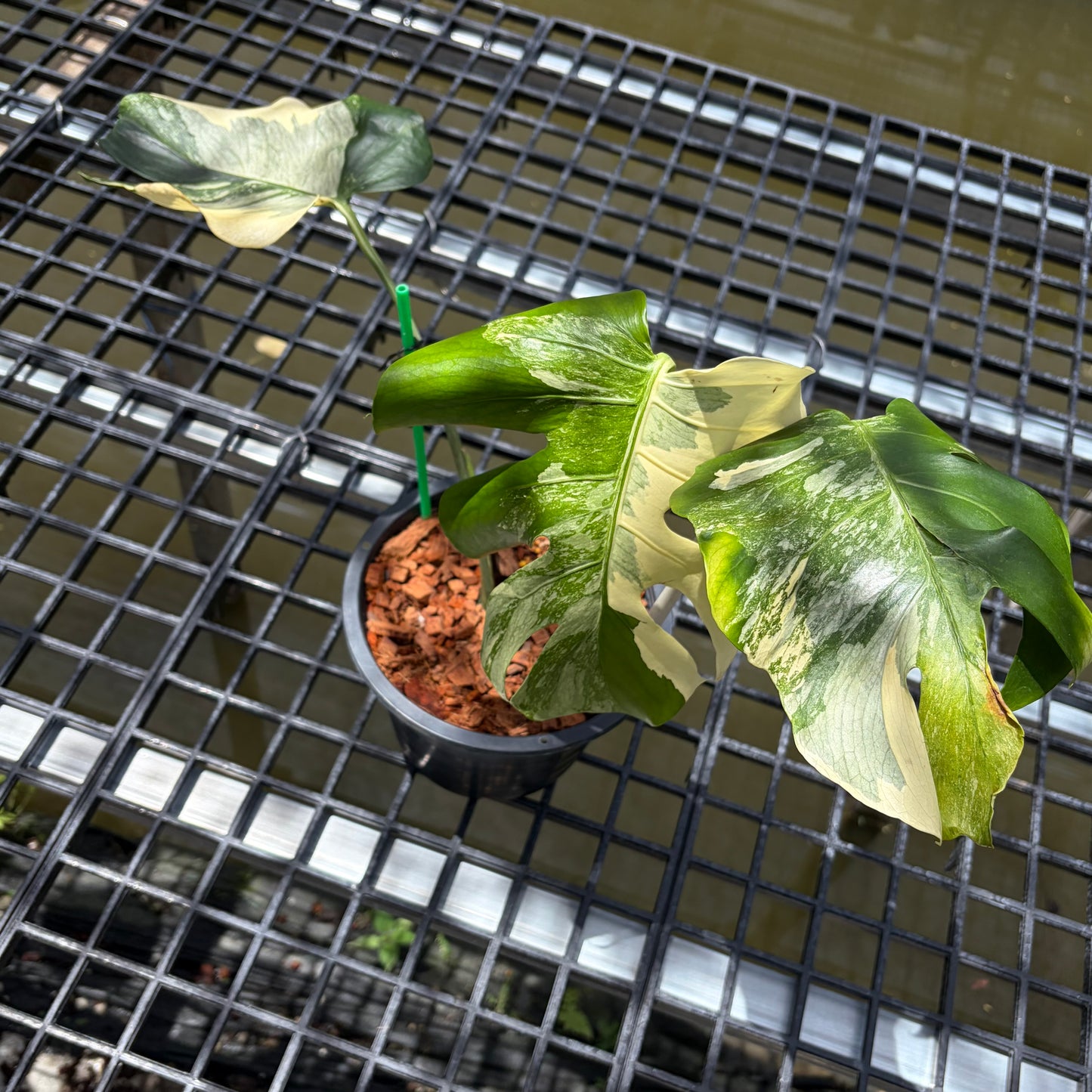 Monstera Casper - Exact Plant (M054)