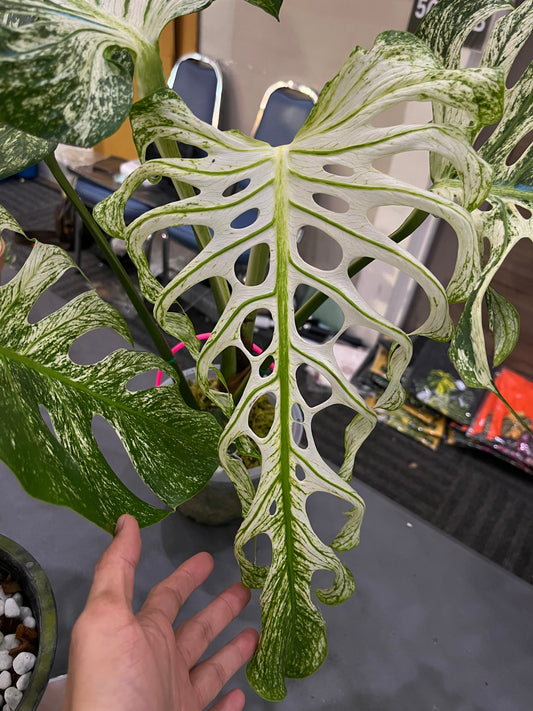 Monstera Devil Monster - Exact Plant (M034)