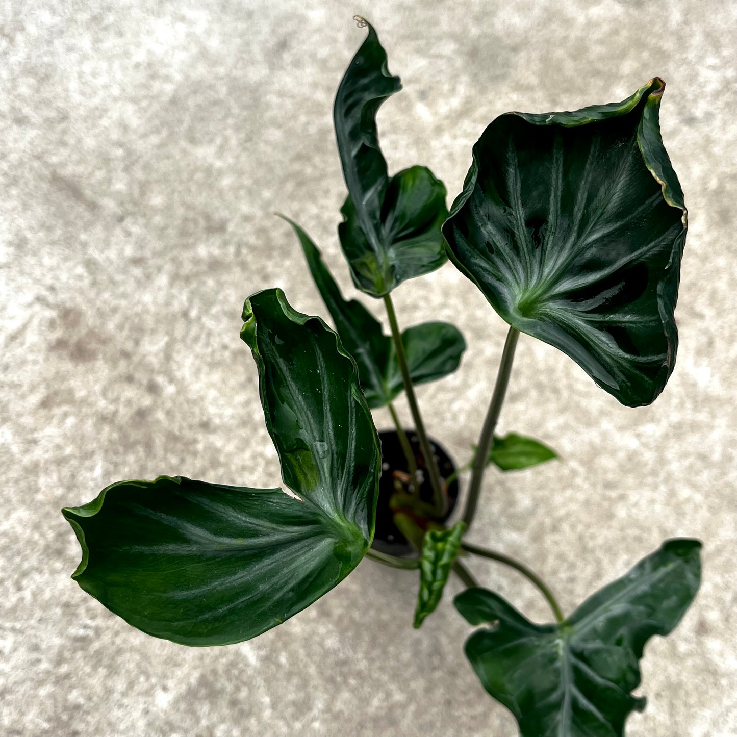 Alocasia Teletubbies