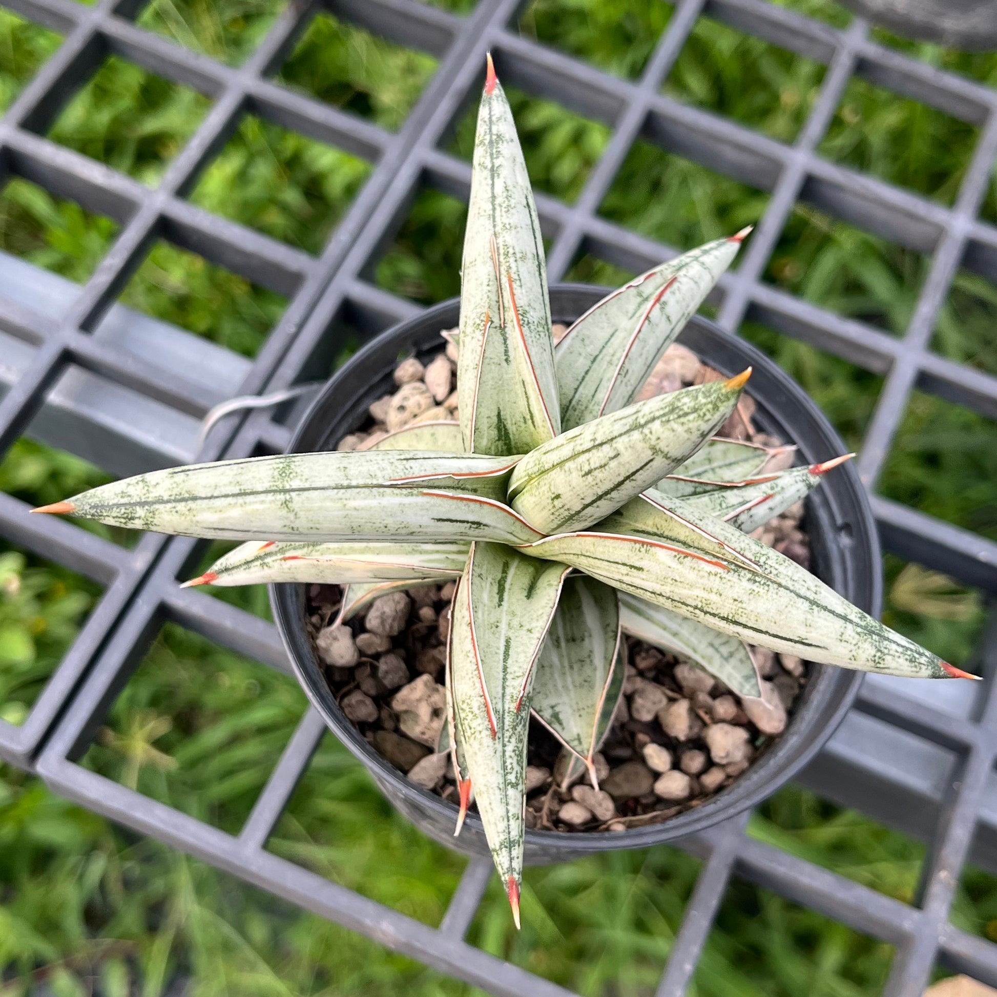 Sansevieria Lavranos 1970 White Variegated with thick upright leaves and bold white and green striping