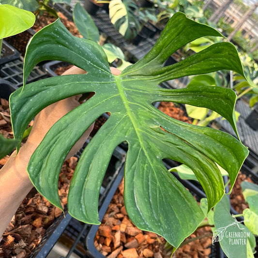 Monstera Tattoo