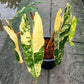 Philodendron Billietiae Variegated - Exact Plant - 5 Beautiful Variegated Leaves