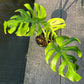 Monstera Light Lime - Exact Plant (M036)