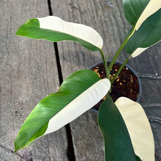 Epipremnum Gigantuem White Pearl