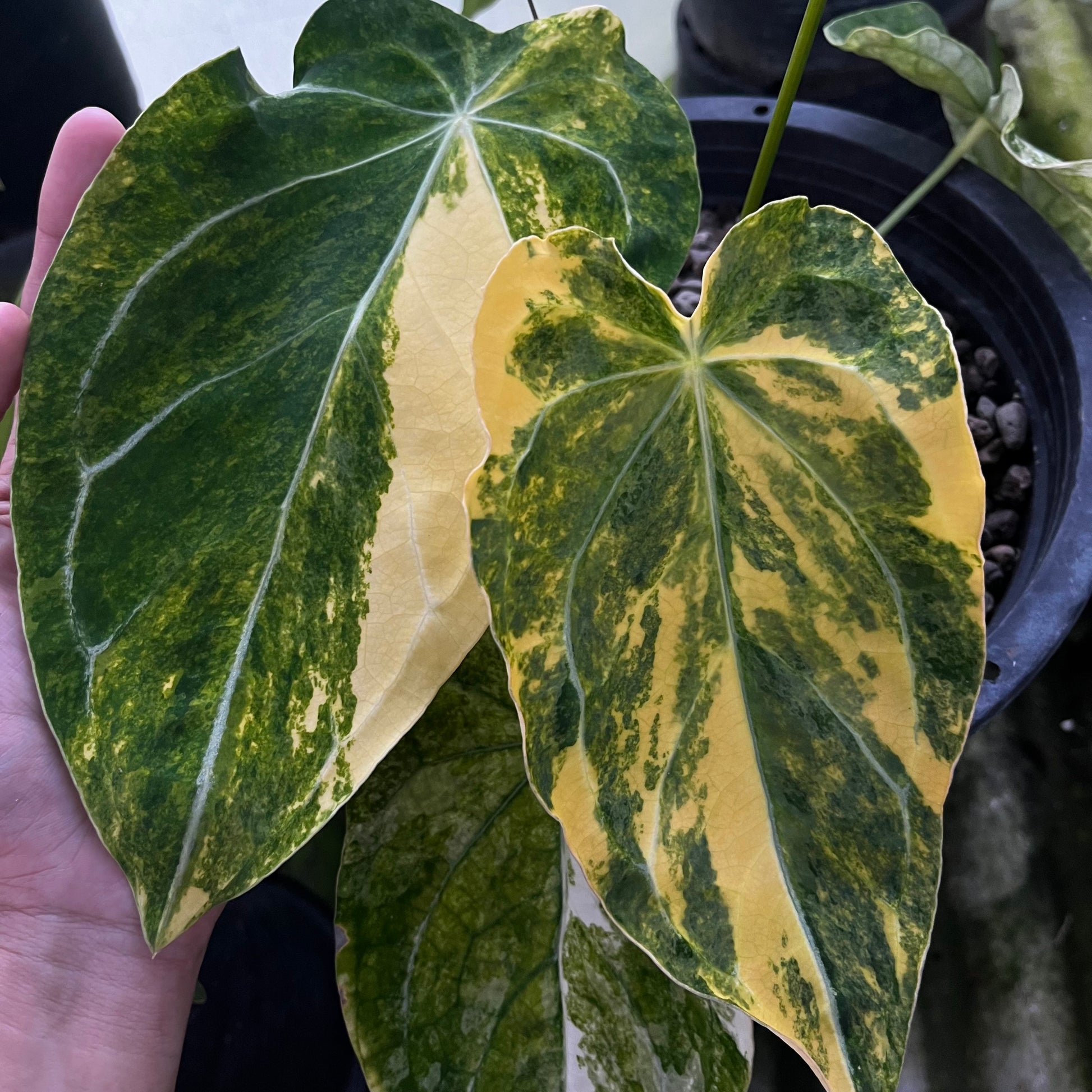 anthurium forgetii green Anthurium Forgetii var. x Heinz – Greenroom Planter