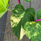 Philodendron Pastazanum Variegated - Exact Plant (P047)