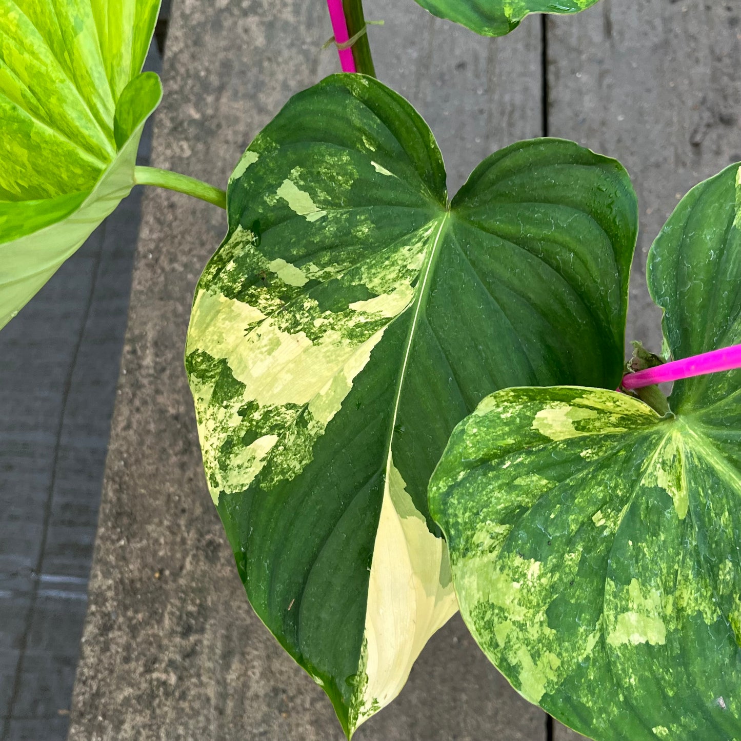 Philodendron Pastazanum Variegated - Exact Plant (P047)