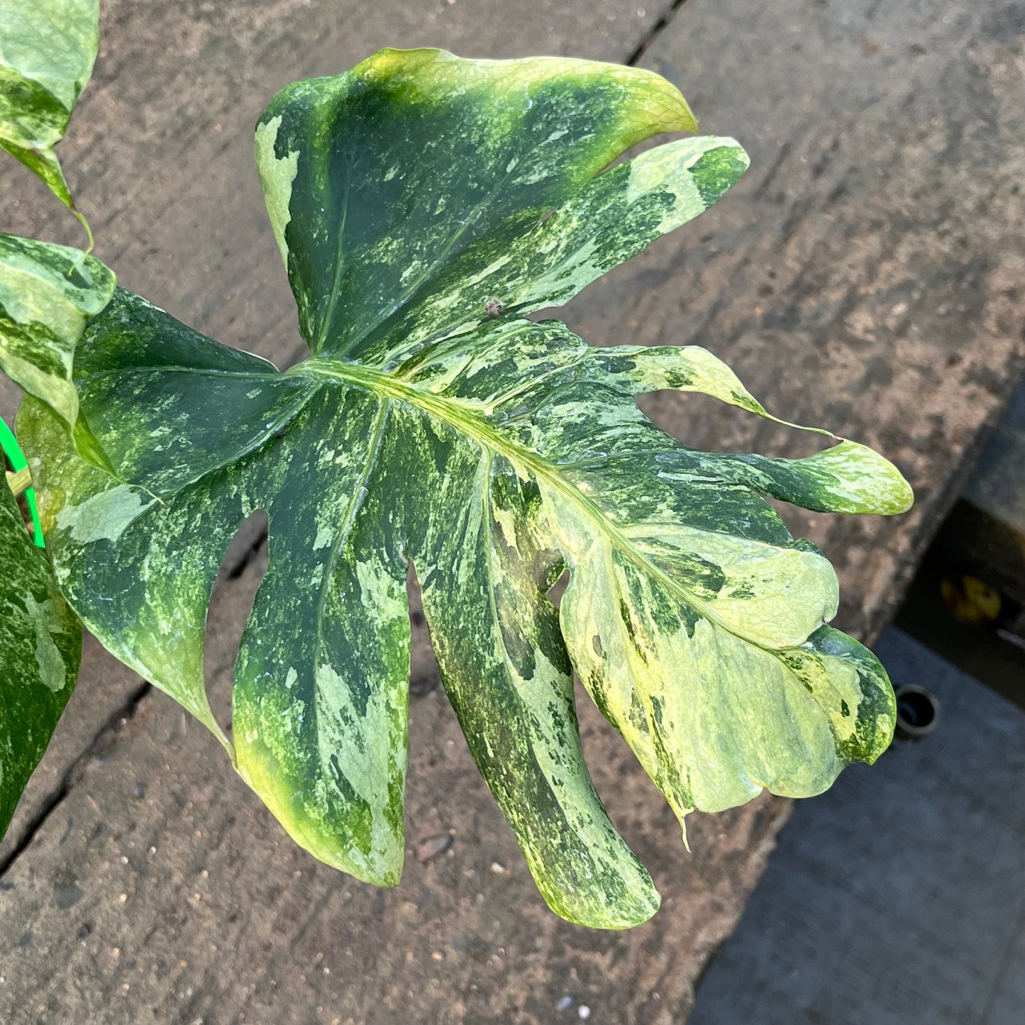 Monstera Ocean Mint - Exact Plant (M047)