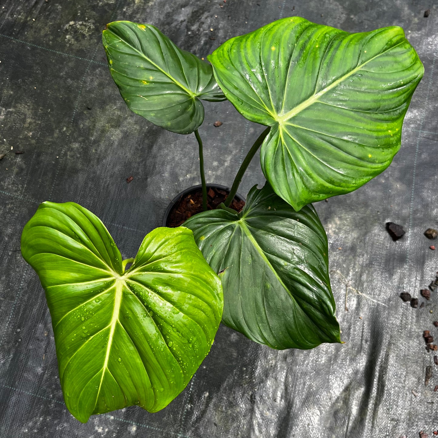 Philodendron Dean McDowell