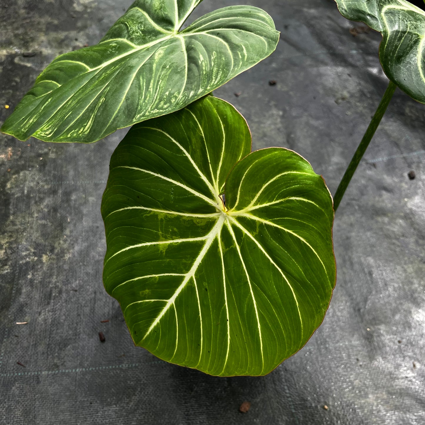 Philodendron Gloriosum White Veins - Pink Back